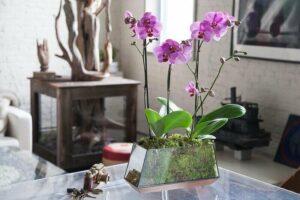 10 Best Orchid Pots For Phalaenopsis | Some DIY Ideas at Home