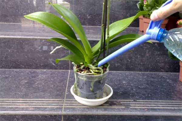 Correct Watering Of Miltonia At Home