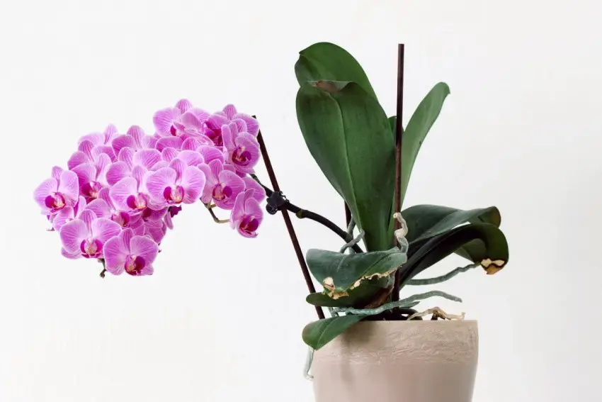 Correct Placement Orchid For Proper Growth 1