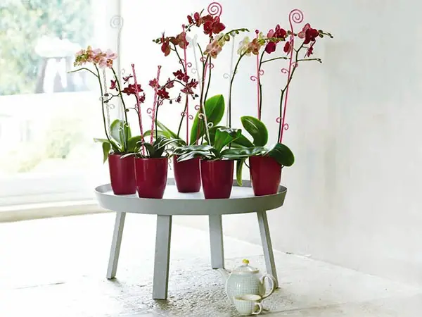 Decorative Orchids Pots 1