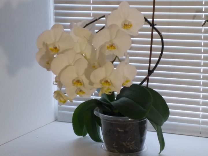 Difficulties And Problems Propagating Orchids