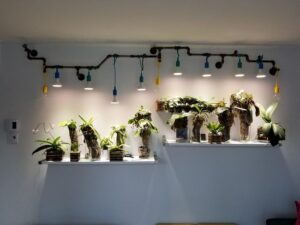 Growing Phalaenopsis Orchids Under Lights