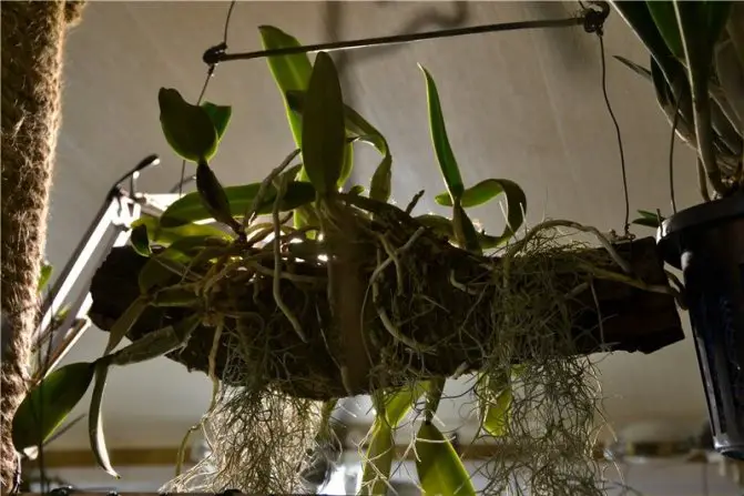 How To Repot An Orchid With Aerial Roots