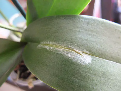 How Do You Fix Orchid Leaves Cracking