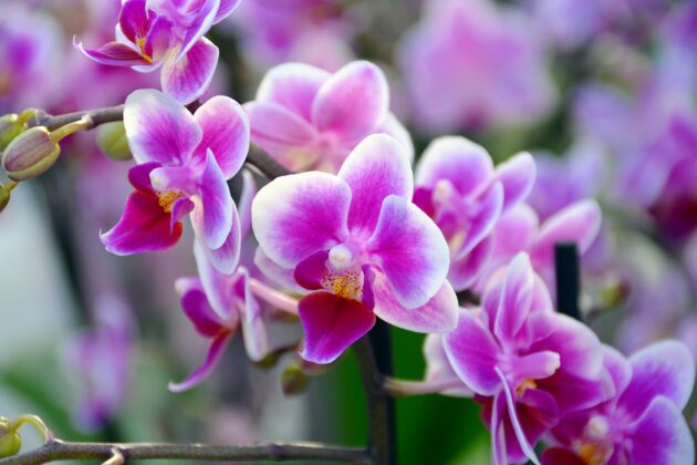 How often do Phalaenopsis Orchids Bloom? lifespan, Keep Alive