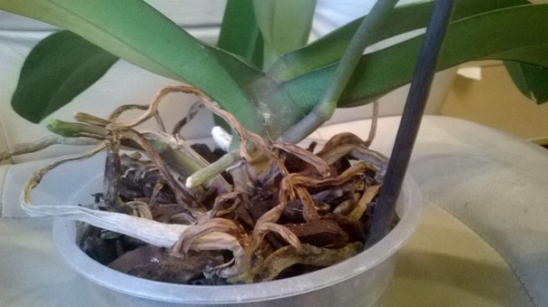 How To Fix Orchid Roots Shriveling