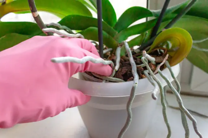 Propagating Orchids From Aerial Roots At Home?