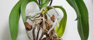 Methods For Propagating Orchids From Aerial Roots And Regular Roots