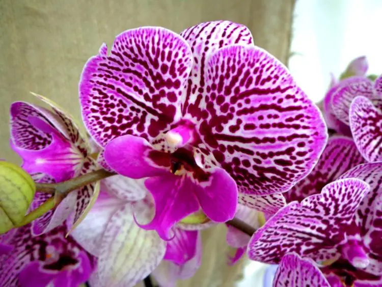 Proper Care Of Orchids Leaves After Restoration 1