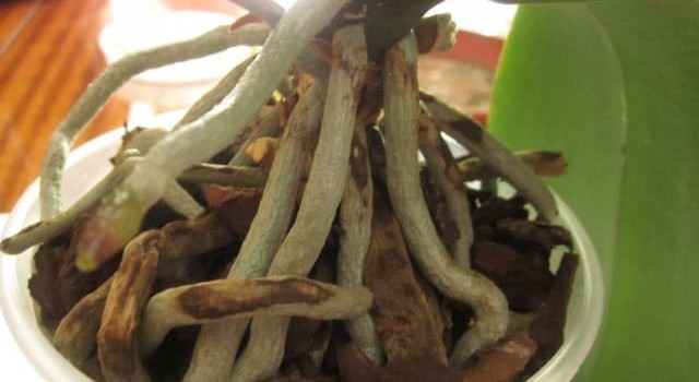 Symptoms Of Unhealthy Orchid Roots