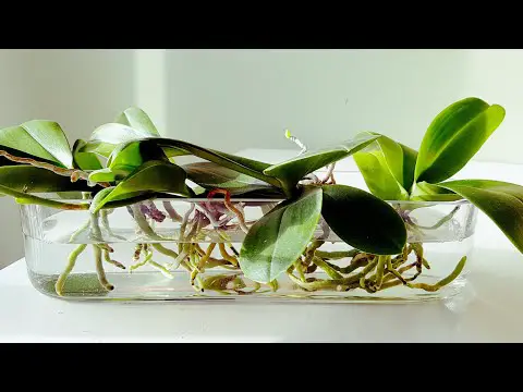 Using Water As Orchids Growing Medium