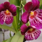 What Is Miltoniopsis Orchids