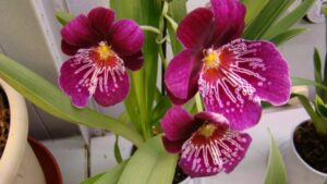 What Is Miltoniopsis Orchids