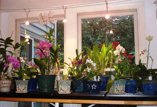What Is The Best Lighting For Orchids