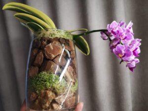 Best Growing Medium For Orchids