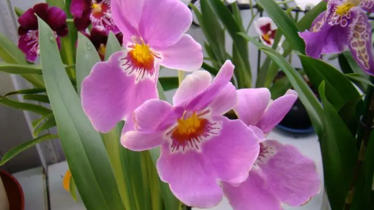 Miltonia Orchid Repotting After Purchase 1