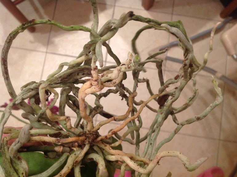 Orchid Roots Dry Shriveled