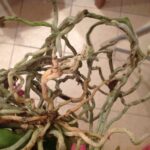 Orchid Roots Dry Shriveled
