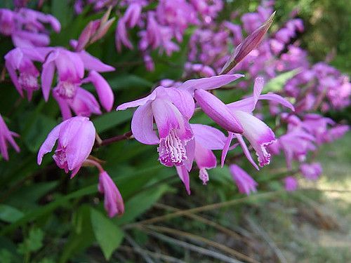 Bletilla Orchids