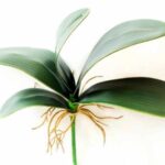 Complete Orchid Leaves Care: Get Healthy Rules and Tips 2023