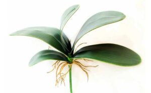 Care Of Orchid Leaves