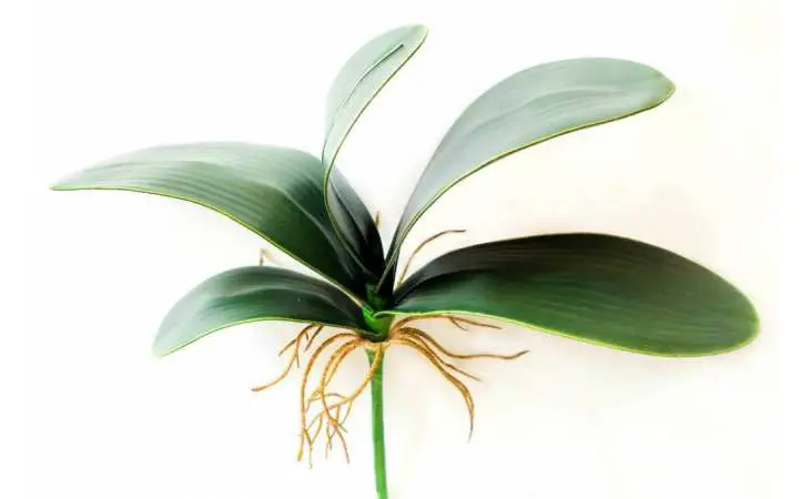 Complete Orchid Leaves Care: Get Healthy Rules and Tips 2023