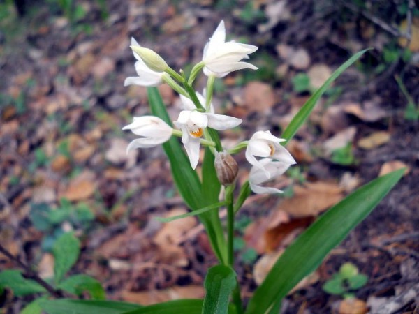Cephalanthera Orchids