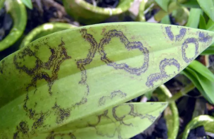 Dard Spots On Orchid Leaves 1