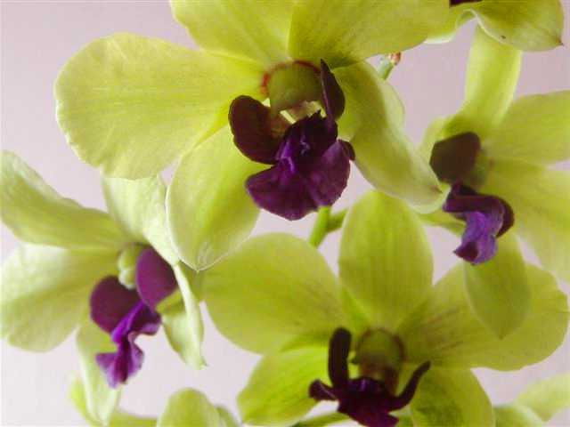 Dendrobium Anna Green Orchid 1