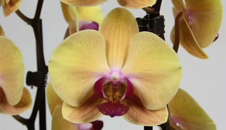 Golden Phalaenopsis Orchids 1