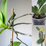 How Do Orchids Reproduce