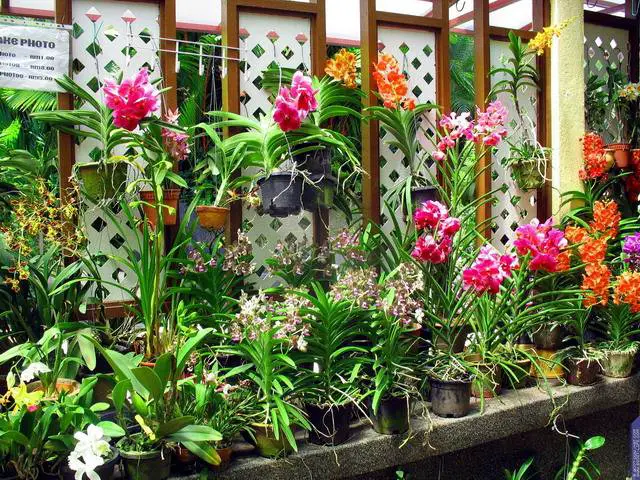 How Long Do Phalaenopsis Orchids Live