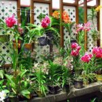 How Long Do Phalaenopsis Orchids Live
