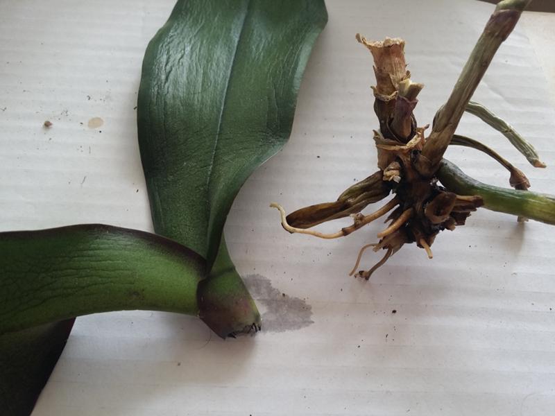 How To Revive An Orchid Without Leaves