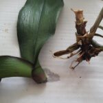 How To Revive An Orchid Without Leaves