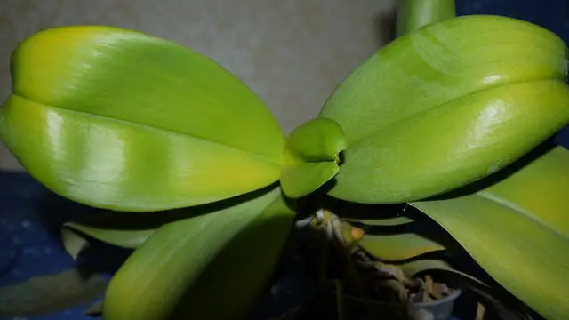 How Do You Fix Orchid Leaves