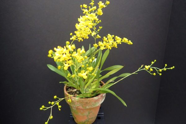 How Much Light Do Oncidium Orchids Need
