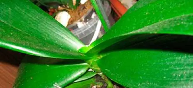 How To Grow Leaves On A Damaged Orchid