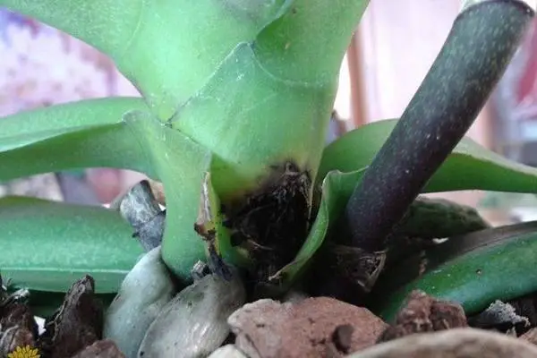 How To Prevent Black Rot On Orchid