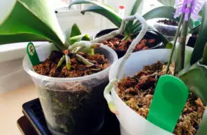 Indoor Orchid Care For Beginners