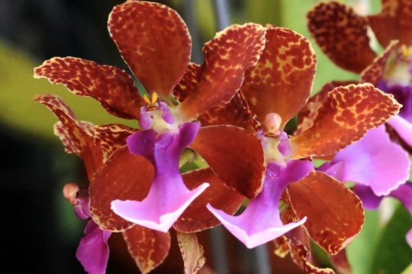Lanza Oncidium Orchid