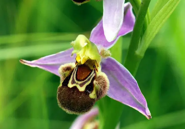 Ophrys Orchids