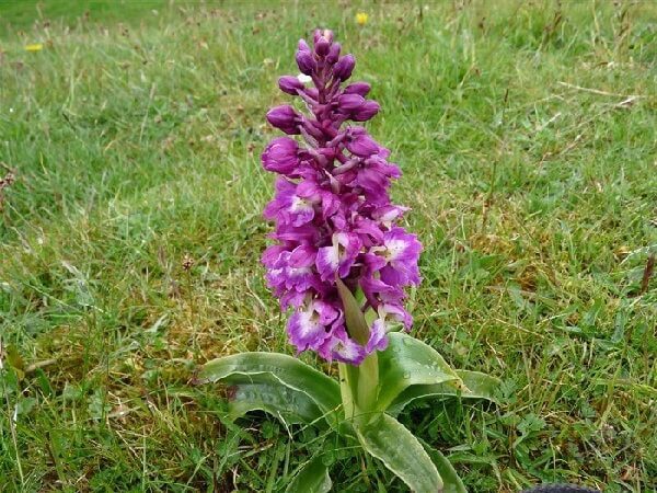 Orchis Orchids