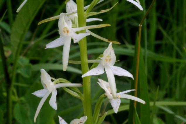 Platanthera Orchids