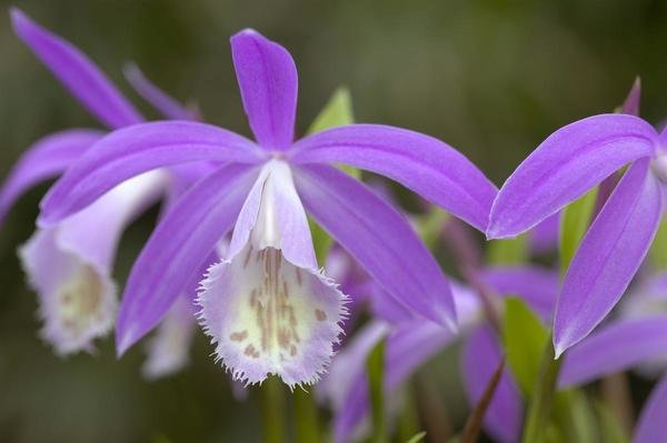 Pleione Orchids 1