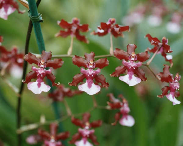 Sharry-baby-oncidium-orchid
