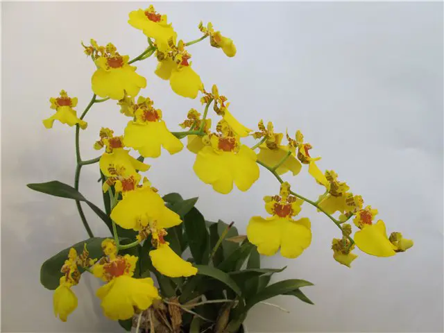Sweet Sugar Oncidium Orchid