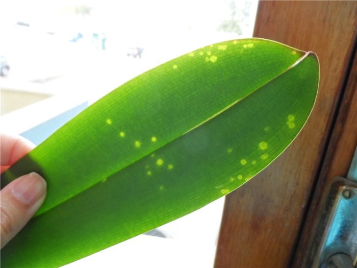 Transparent Spots On Orchids Leaves