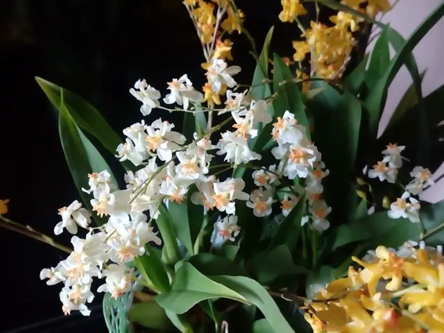 Twinkle Oncidium Orchid