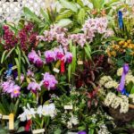 Types Of Outdoor Orchids House Garden With Pictures And Names